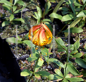 Picture of Lilium michauxii 