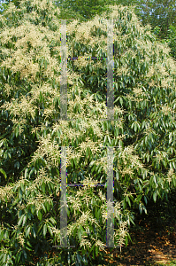 Picture of Lithocarpus henryi 