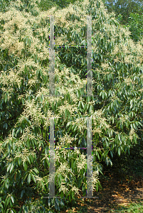 Picture of Lithocarpus henryi 