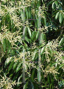 Picture of Lithocarpus henryi 