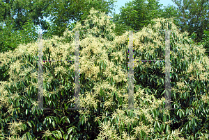 Picture of Lithocarpus henryi 
