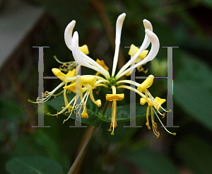 Picture of Lonicera etrusca 