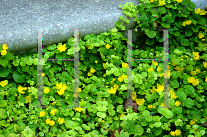 Picture of Lysimachia nummularia 'Aurea'