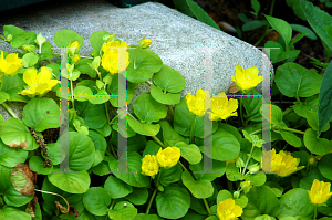 Picture of Lysimachia nummularia 'Aurea'