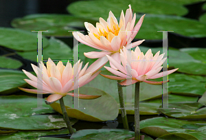 Picture of Nymphaea  'Colorado'