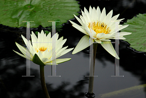 Picture of Nymphaea  'Isabelle Pring'