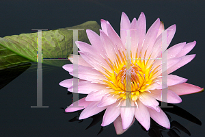 Picture of Nymphaea  'Pink Platter'