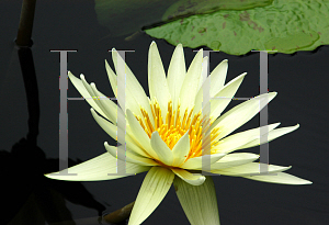 Picture of Nymphaea  'St. Louis Gold'