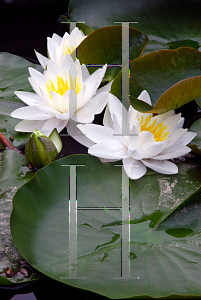 Picture of Nymphaea tuberosa 'Poestlingberg'