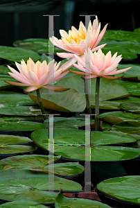 Picture of Nymphaea  'Colorado'