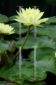 Picture of Nymphaea  'Joey Tomocik'