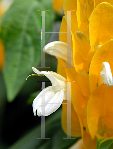 Picture of Pachystachys lutea 