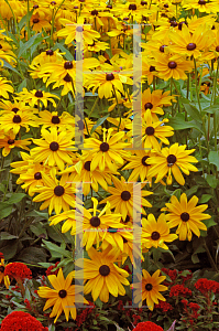 Picture of Rudbeckia hirta 'Indian Summer'