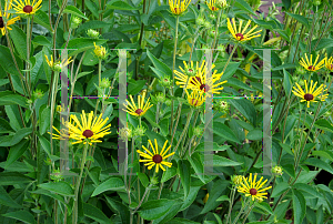 Picture of Rudbeckia subtomentosa 'Quills'