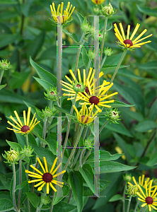 Picture of Rudbeckia subtomentosa 'Quills'