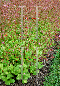 Picture of Talinum paniculatum 'Aurea'