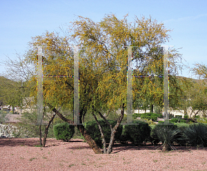 Picture of Acacia farnesiana 