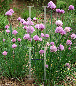 Picture of Allium schoenoprasum 