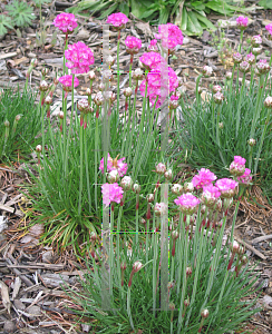 Picture of Armeria maritima 'Pink Lusitanica'