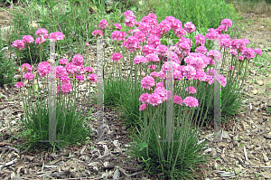 Picture of Armeria maritima 'Pink Lusitanica'