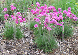 Picture of Armeria maritima 'Pink Lusitanica'