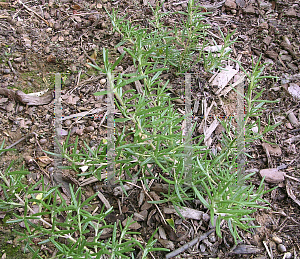 Picture of Rosmarinus officinalis 'Benenden Blue'