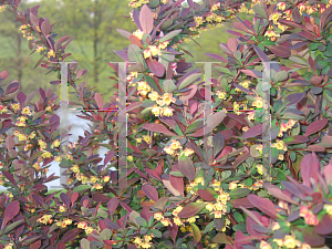 Picture of Berberis thunbergii 'Rose Glow'