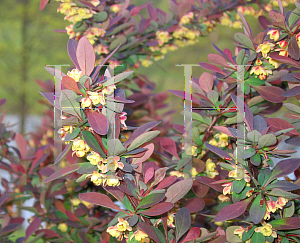 Picture of Berberis thunbergii 'Rose Glow'