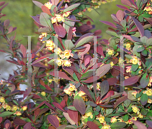 Picture of Berberis thunbergii 'Rose Glow'