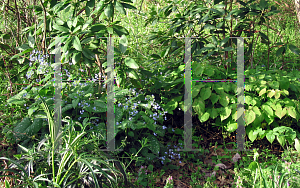 Picture of Brunnera macrophylla 'Langtrees'