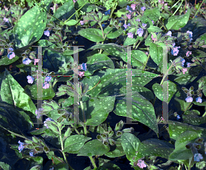 Picture of Brunnera macrophylla 'Langtrees'