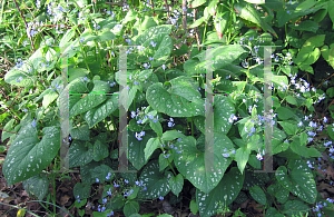 Picture of Brunnera macrophylla 'Langtrees'