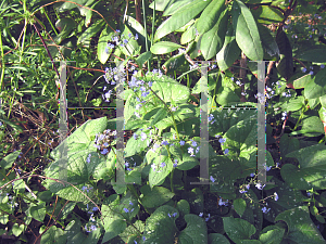 Picture of Brunnera macrophylla 'Langtrees'