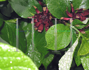 Picture of Calycanthus floridus 