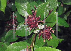 Picture of Calycanthus floridus 