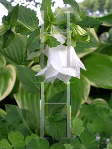 Picture of Campanula punctata 'Wedding Bells'