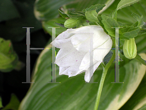 Picture of Campanula punctata 'Wedding Bells'