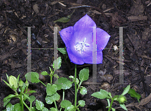 Picture of Campanula carpatica 'Deep Blue Clips'