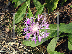 Picture of Centaurea montana 