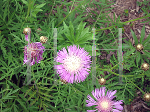 Picture of Centaurea dealbata 'Rose'