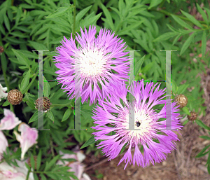 Picture of Centaurea dealbata 'Rose'