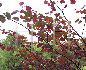Picture of Cercis canadensis 'Forest Pansy'