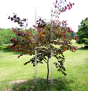 Picture of Cercis canadensis 'Forest Pansy'