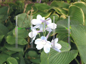 Picture of Delphinium grandiflorum 'Connecticut Yankee'