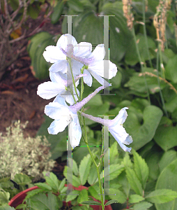 Picture of Delphinium grandiflorum 'Connecticut Yankee'