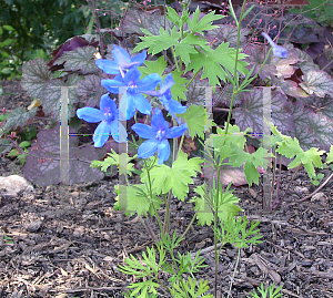 Picture of Delphinium grandiflorum 'Blue Mirror'