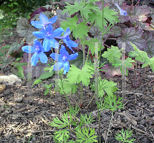 Picture of Delphinium grandiflorum 'Blue Mirror'