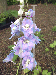 Picture of Delphinium x cultorum 'Magic Fountain Lavender'