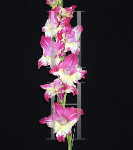 Picture of Gladiolus  'Easter Parade'
