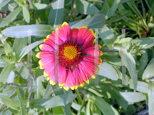 Picture of Gaillardia x grandiflora 'Dazzler'